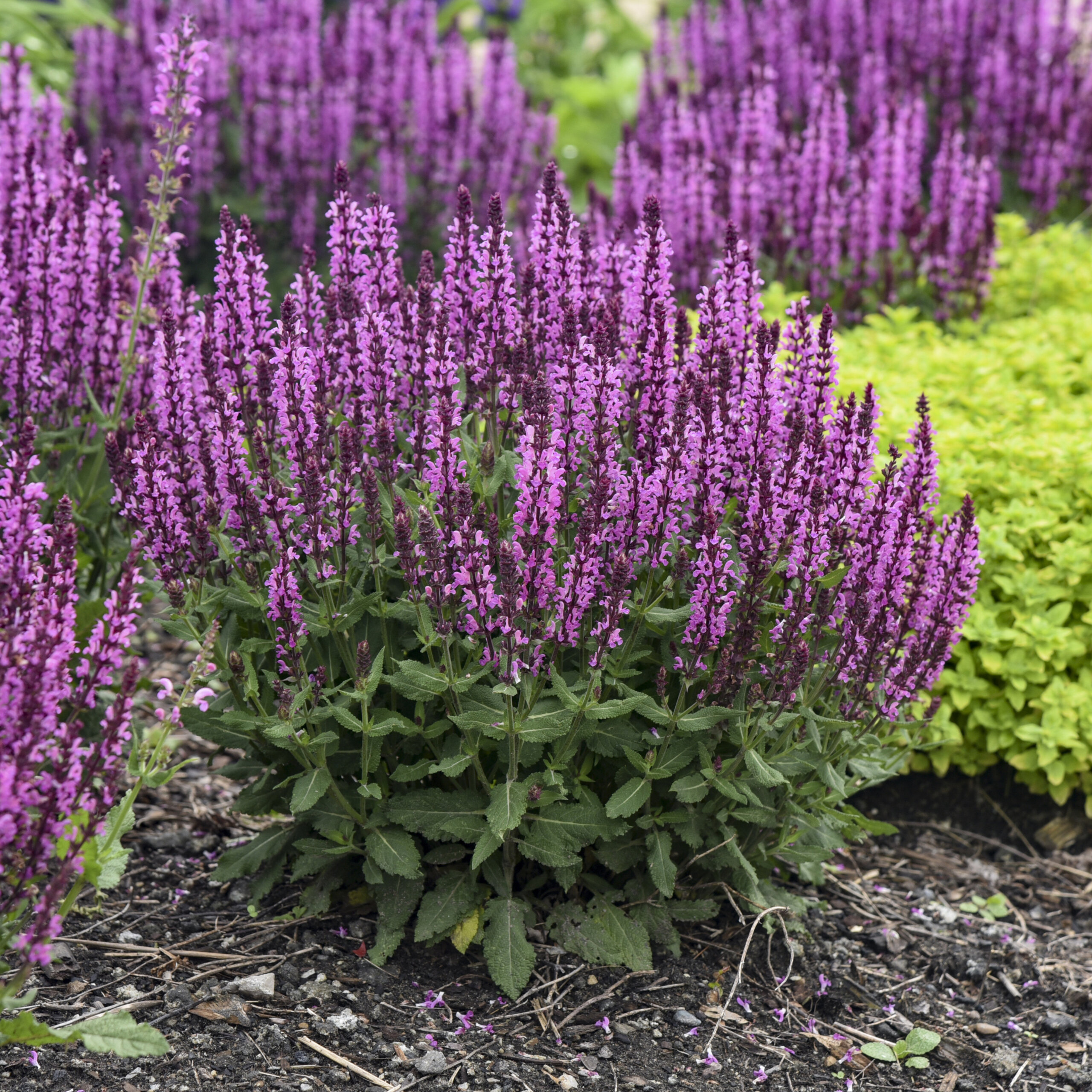 Salvia, Pink Profusion