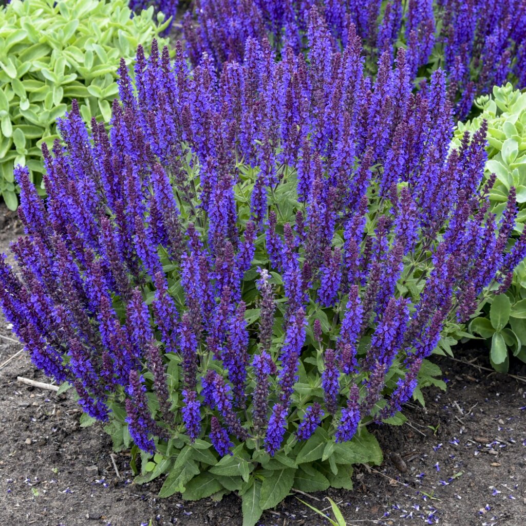 Salvia, Violet Profusion