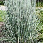 Grass, Little Bluestem Sandhill
