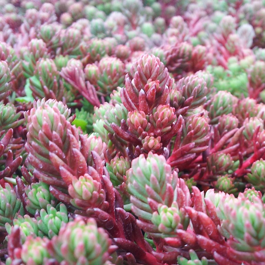 Sedum, Red Wiggle