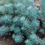 Sedum, Blue Spruce