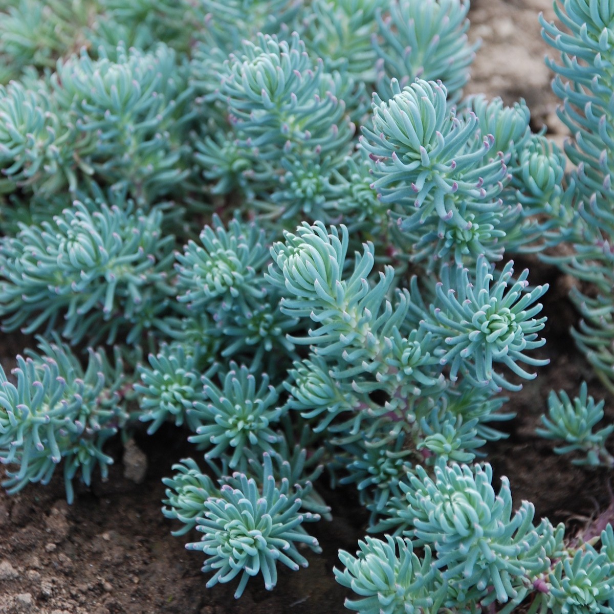 Sedum, Blue Spruce
