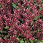 Sedum, Dragon's Blood