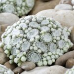 Hen & Chicks, Arctic White