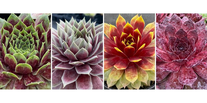 Hen & Chicks, Giants Mix