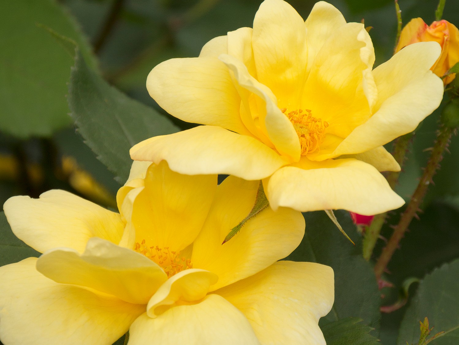 Shrub Rose, Knock Out Sunny