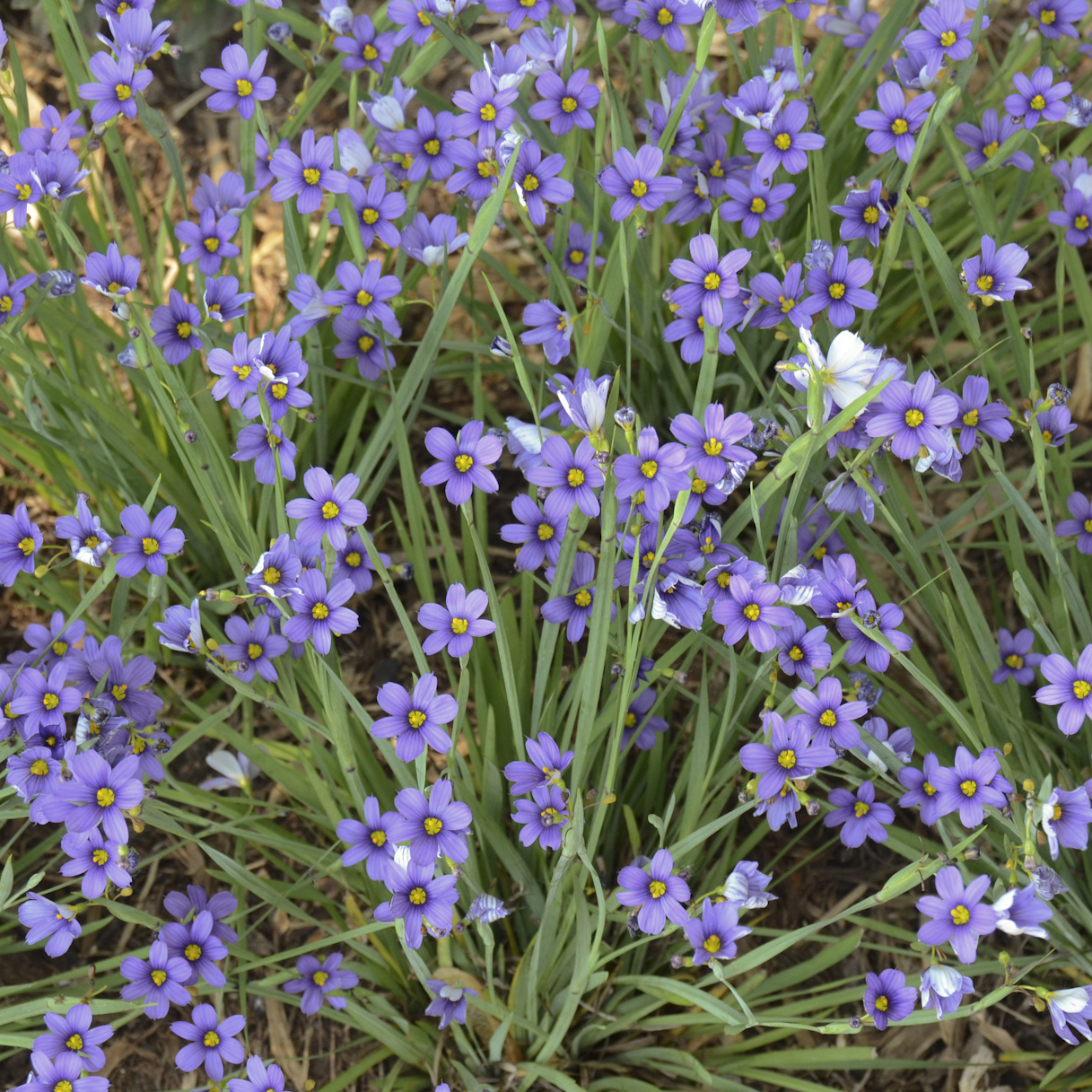 Blue-Eyed Grass, Lucerne