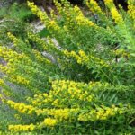 Goldenrod, Wichita Mountains