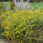 Goldenrod, Fireworks