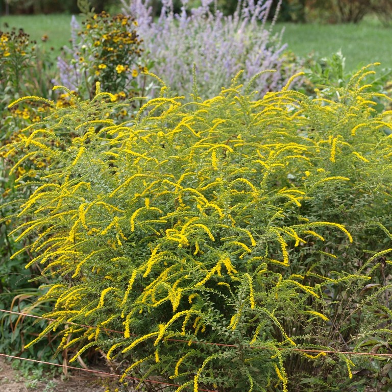 Goldenrod, Fireworks