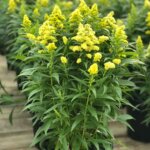 Goldenrod, Little Lemon