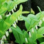 Solomon's Seal, Prince Charming