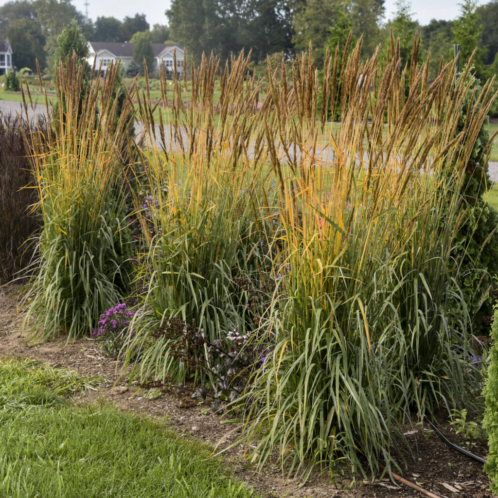 Grass, Indiangrass Golden Sunset