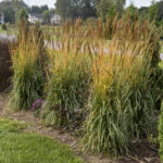 Grass, Indiangrass Golden Sunset