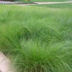 Grass, Prairie Dropseed