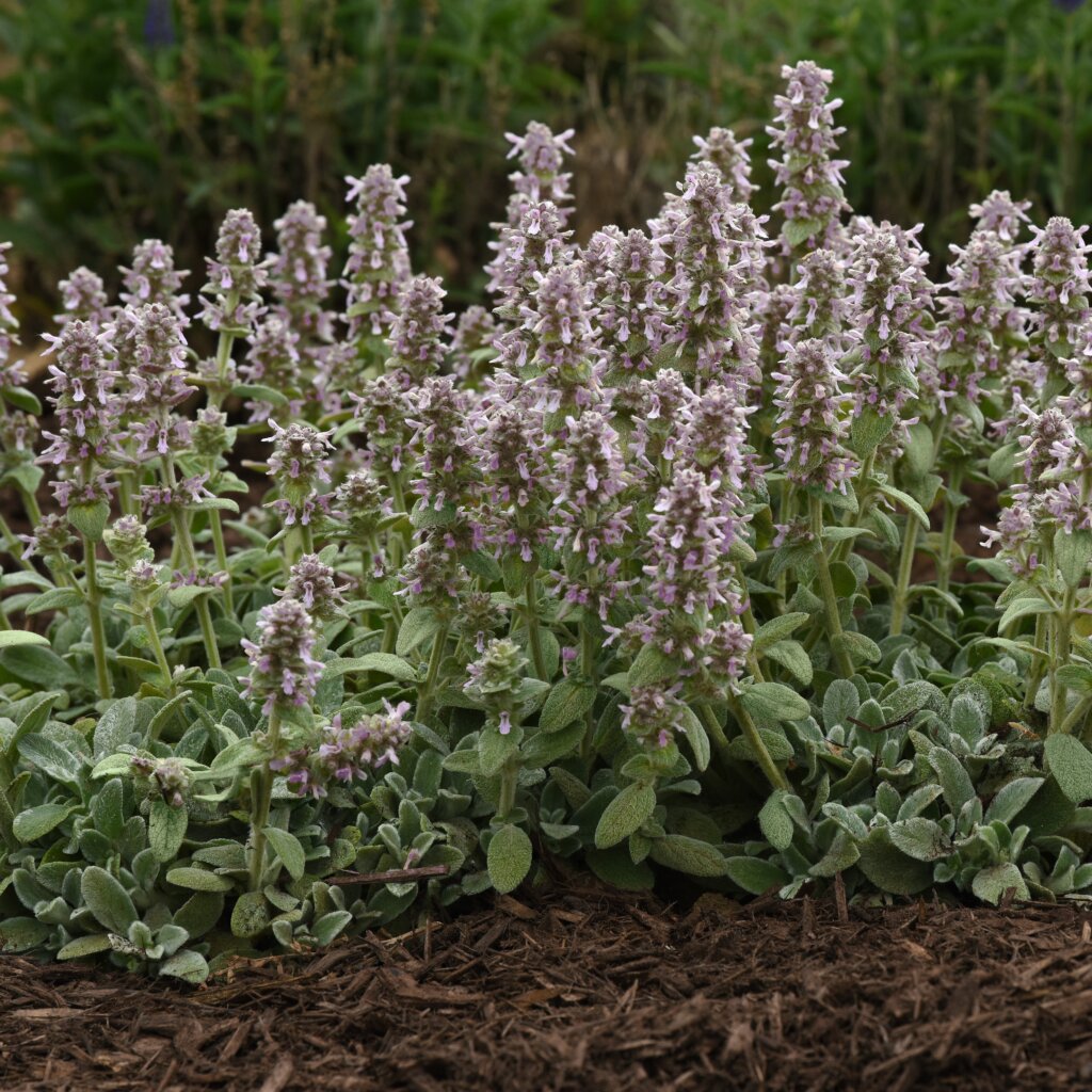 Lamb’s Ear, Little Lamb