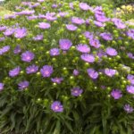 Stokes' Aster, Peachie's Pick
