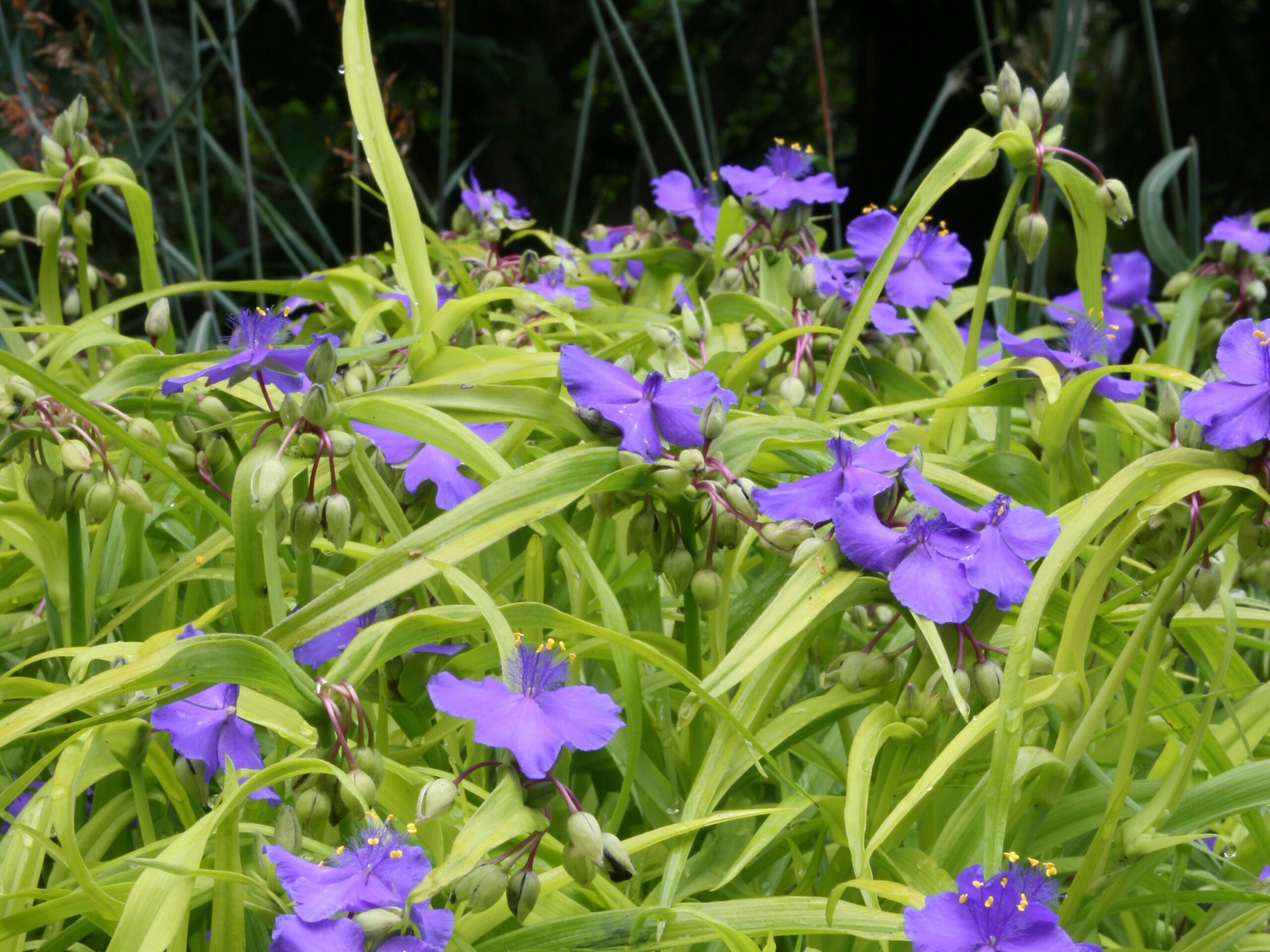 Spiderwort, Sweet Kate