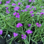 Spiderwort, Concord Grape