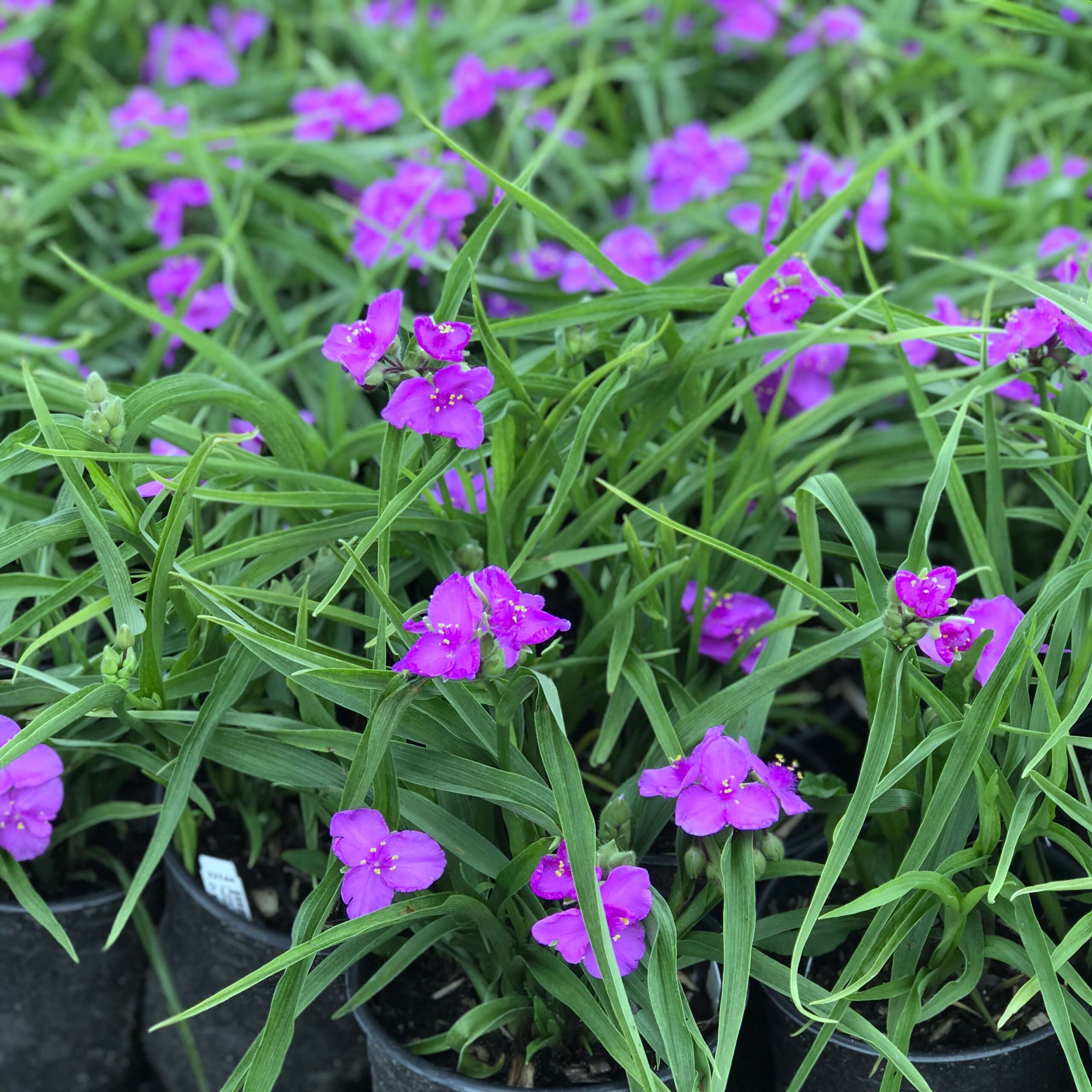 Spiderwort, Concord Grape