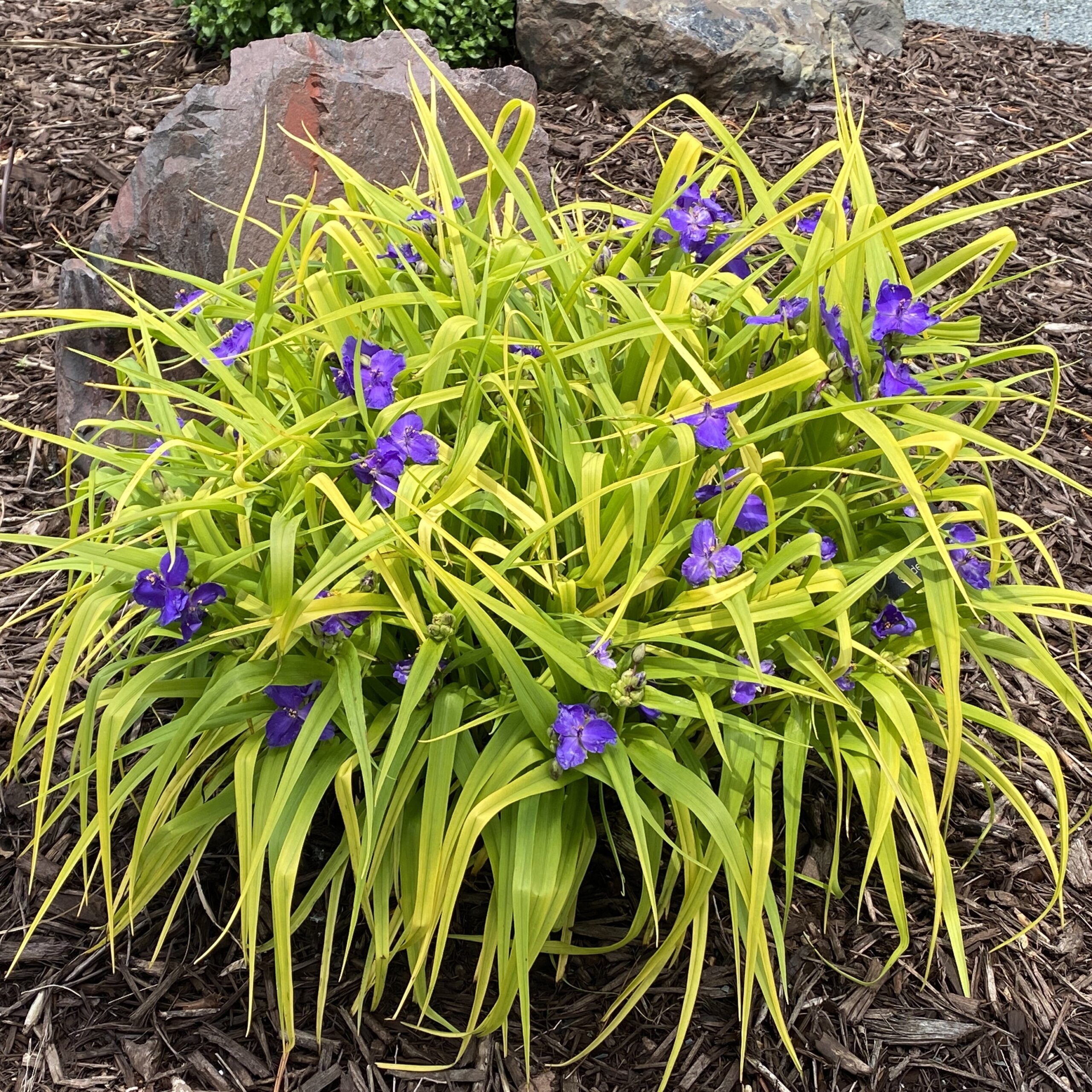 Spiderwort, Blue & Gold