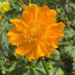 Globeflower, Golden Queen