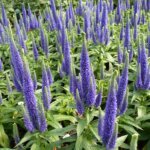 Veronica, Royal Candles