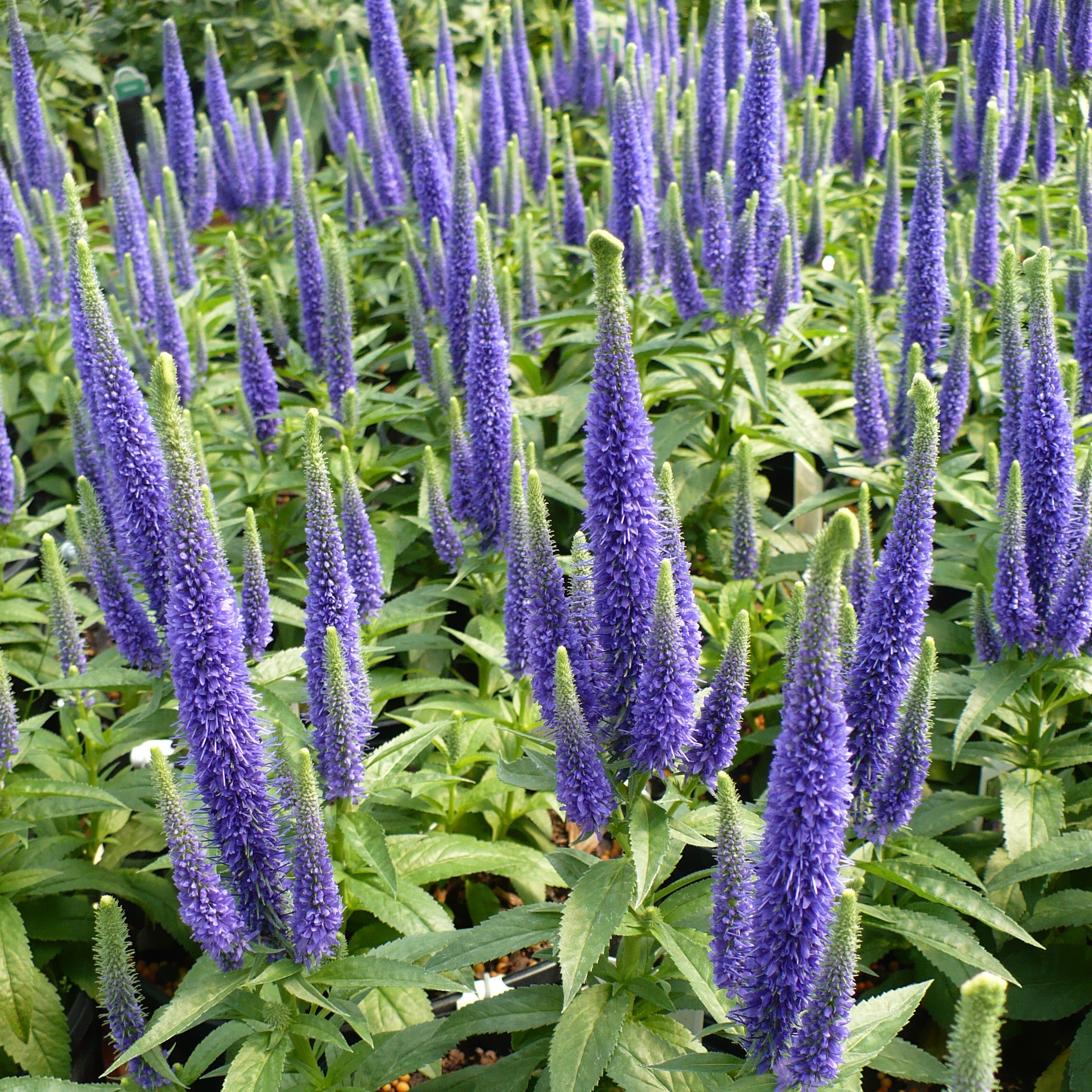 Veronica, Royal Candles