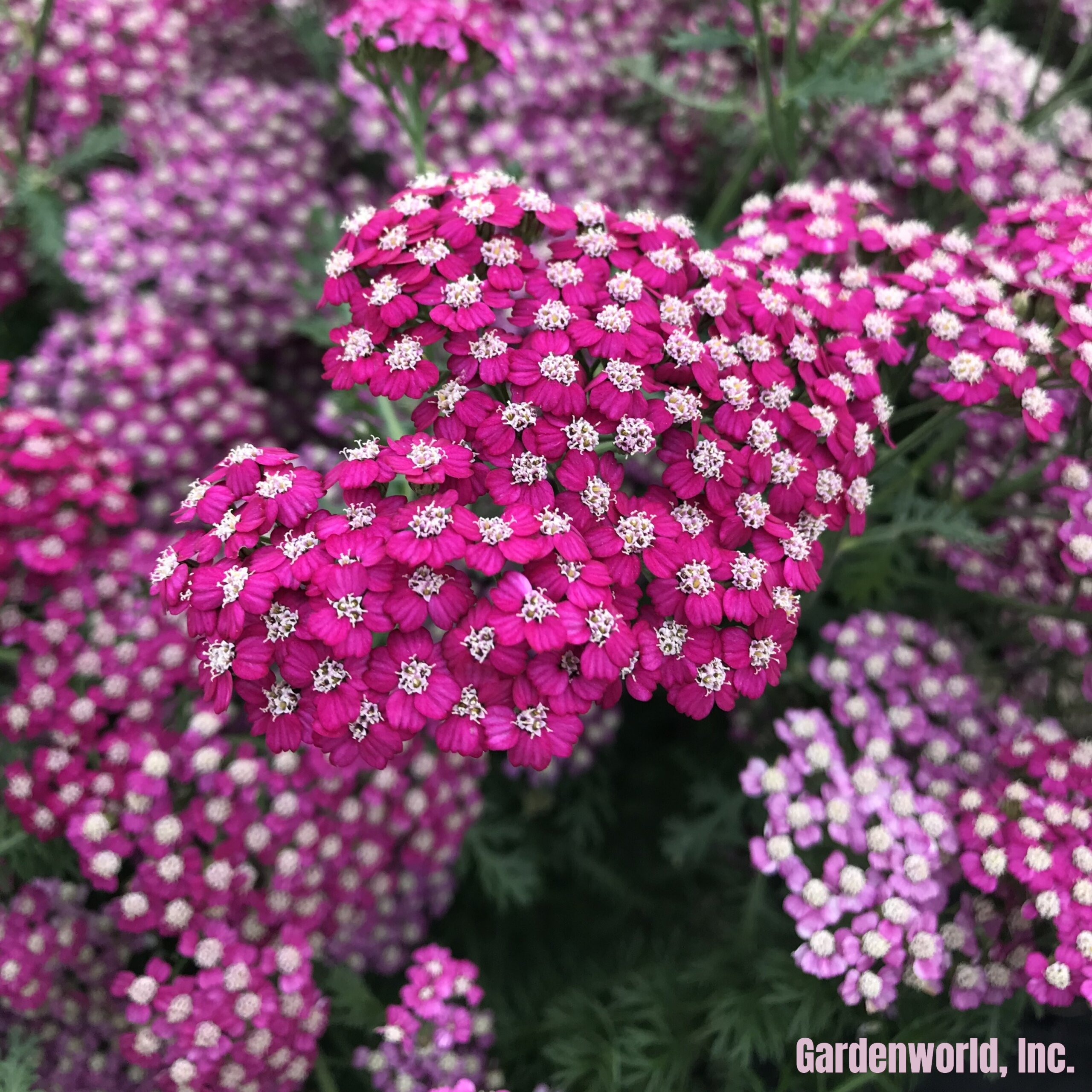 Yarrow, New Vintage Violet