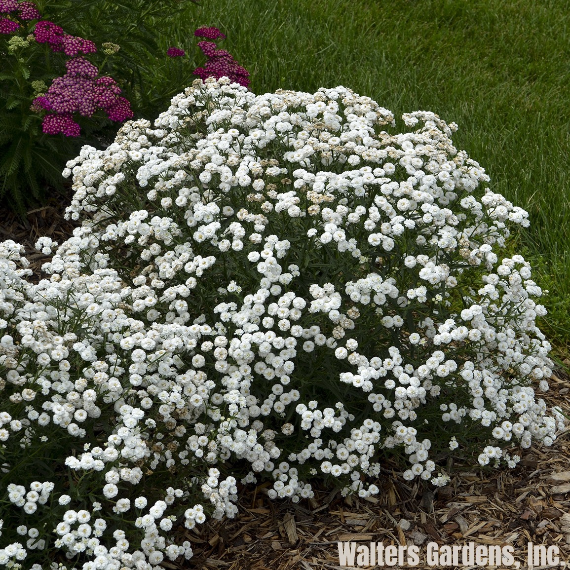 Yarrow, Peter Cottontail