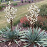 Yucca, Dragon Slayer