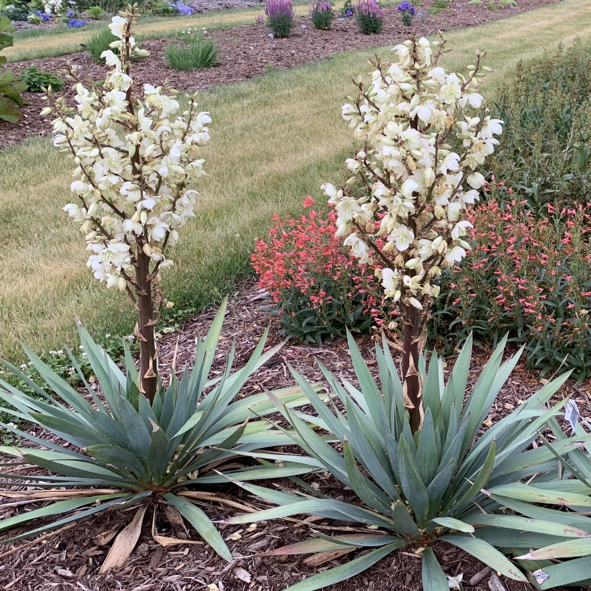 Yucca, Dragon Slayer