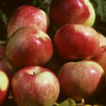 Apple, Semi Dwarf Zestar