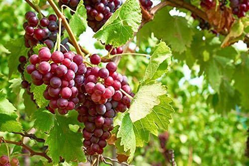 Grape, Einset Seedless