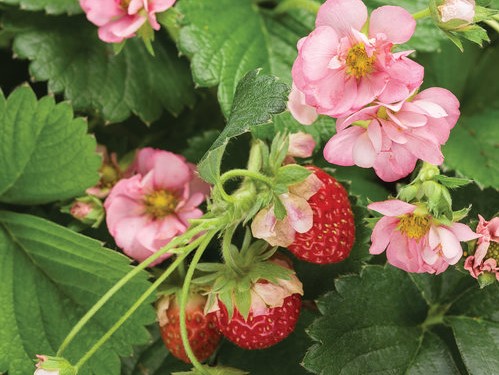 Strawberry, Berried Treasure Pink