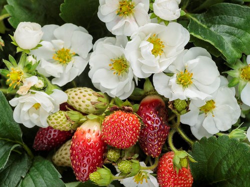 Strawberry, Berried Treasure White