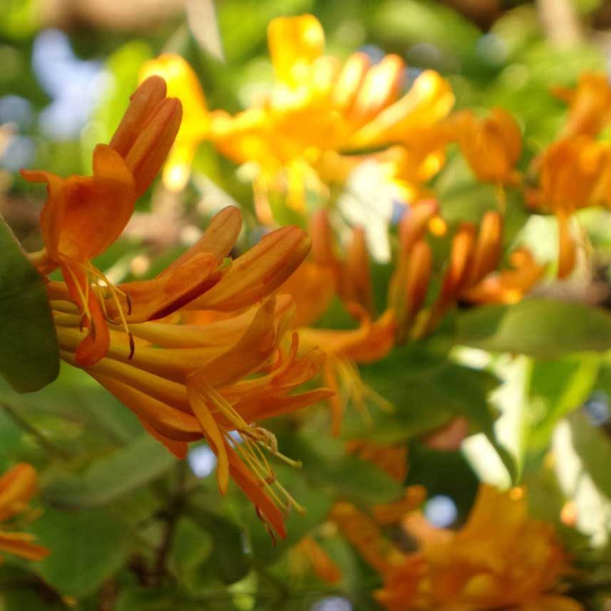 Honeysuckle, Mandarin