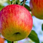 Apple, Semi Dwarf Fuji