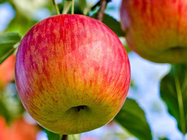 Apple, Semi Dwarf Fuji