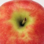 Apple, Semi Dwarf Freedom