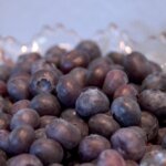 Blueberry, Northblue