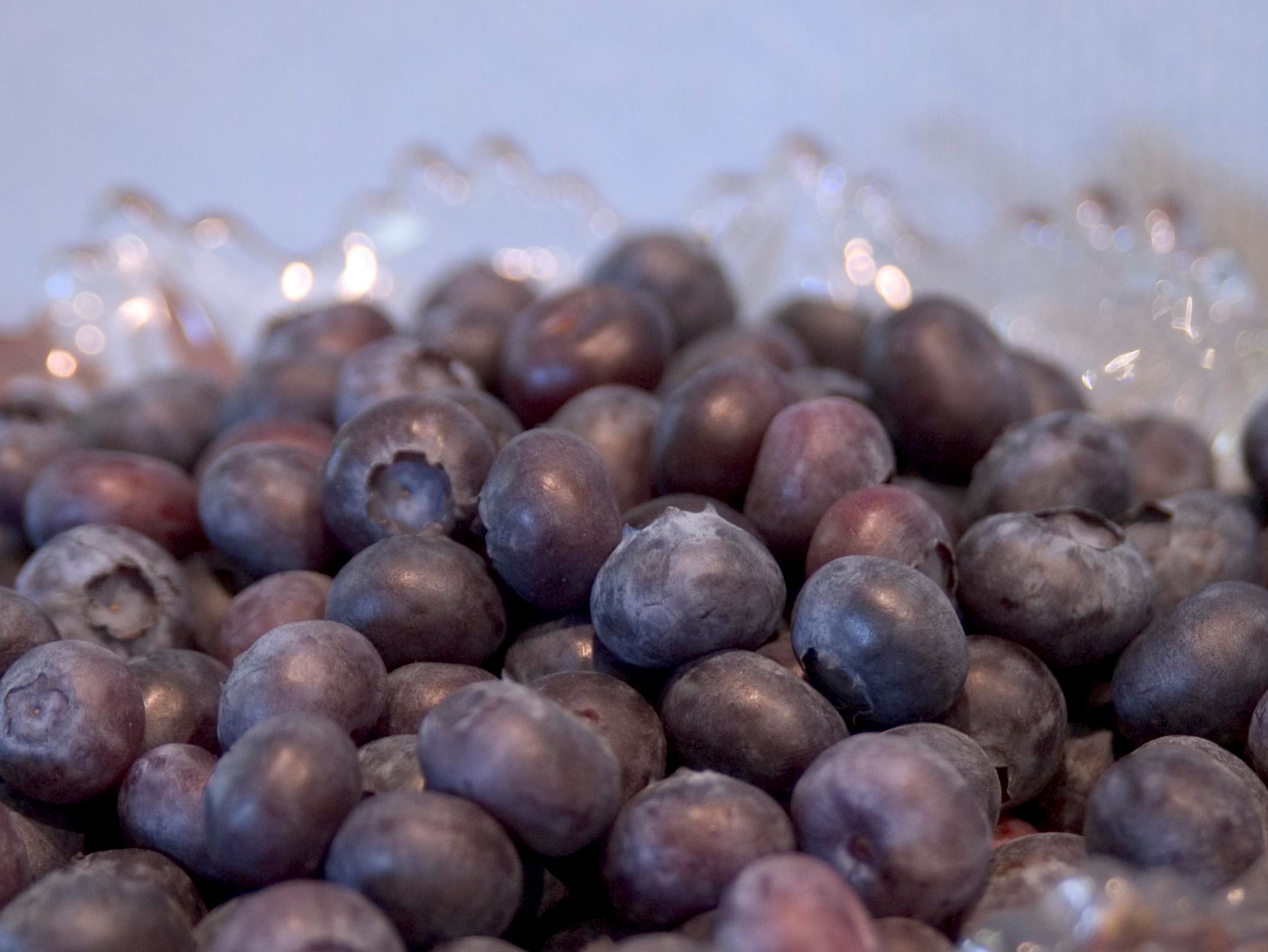 Blueberry, Northblue