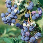 Blueberry, Northland