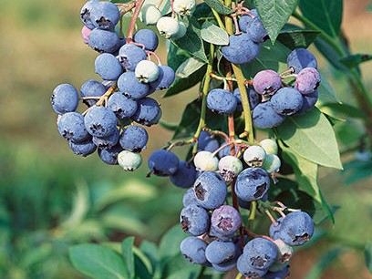 Blueberry, Northland