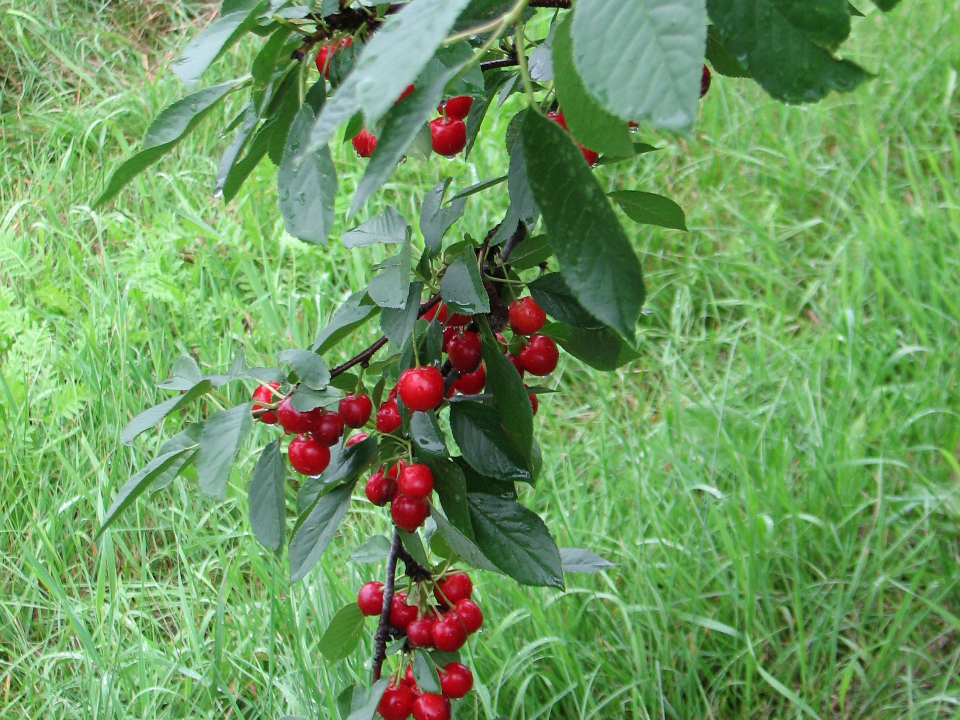 Cherry, Semi Dwarf Sweet Cherry Pie