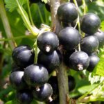 Currant, Consort Black