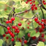 Currant, Red Lake