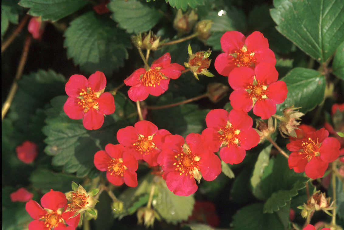 Strawberry, Lipstick