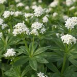 Sweet Woodruff, Bedstraw