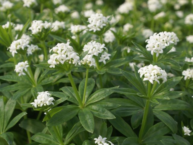 Sweet Woodruff, Bedstraw